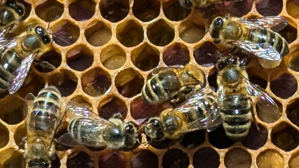 Honey Bee on comb