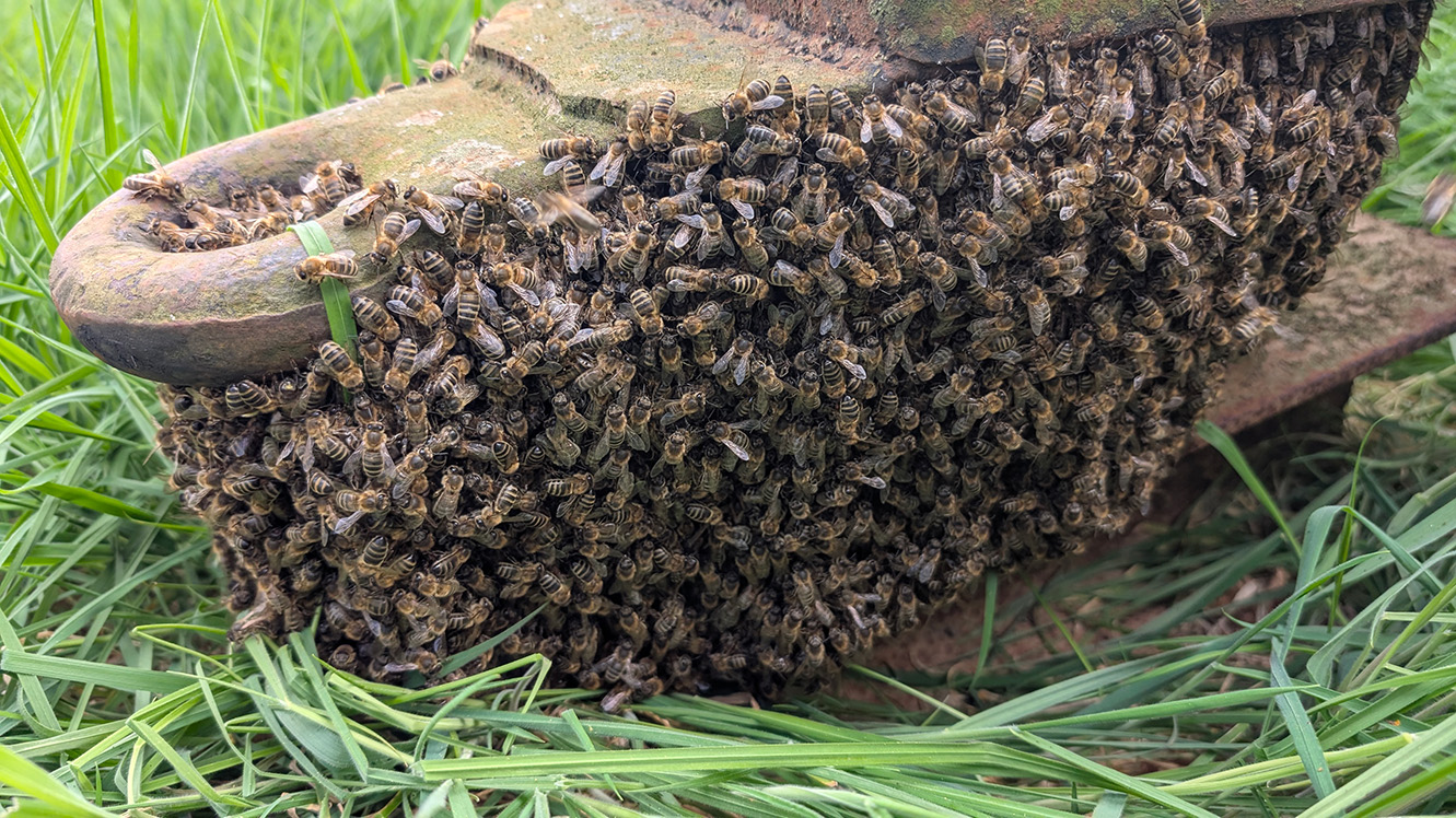 Swarm2 smaller
